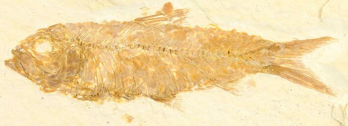 Detailed, Knightia Fossil Fish - Wyoming #78319